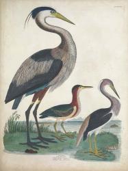 Antique Heron & Waterbirds IV | Obraz na stenu