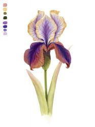 Rainbow Iris I | Obraz na stenu