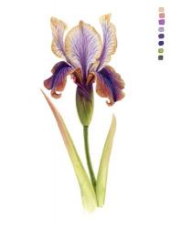 Rainbow Iris II | Obraz na stenu