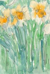 Daffodils Stems I | Obraz na stenu