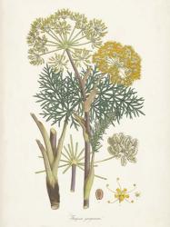 Saffron Botanicals I | Obraz na stenu
