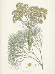 Saffron Botanicals III | Obraz na stenu