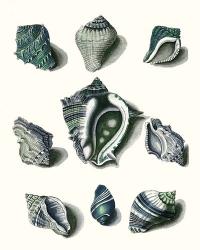 Celadon Shells IV | Obraz na stenu