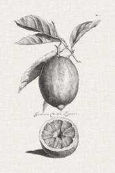 Antique Lemons & Oranges I | Obraz na stenu