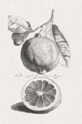 Antique Lemons & Oranges IV | Obraz na stenu