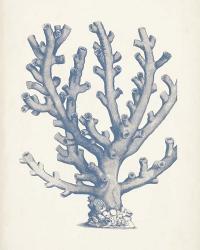 Antique Coral Collection VI | Obraz na stenu