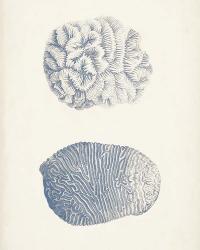 Antique Coral Collection VII | Obraz na stenu