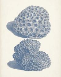 Antique Coral Collection VIII | Obraz na stenu