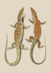 Antique Lizards I | Obraz na stenu