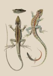 Antique Lizards II | Obraz na stenu