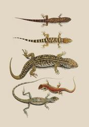 Antique Lizards III | Obraz na stenu
