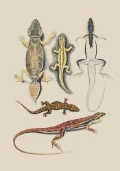 Antique Lizards IV | Obraz na stenu