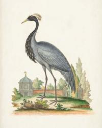 Antique Heron & Cranes II | Obraz na stenu