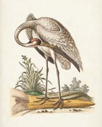Antique Heron & Cranes IV | Obraz na stenu