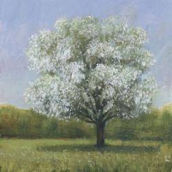 Spring Blossom Tree II | Obraz na stenu