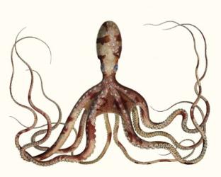 Antique Octopus Collection II | Obraz na stenu