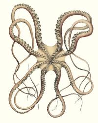 Antique Octopus Collection IV | Obraz na stenu