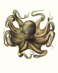Antique Octopus Collection VII | Obraz na stenu