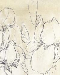 Iris Garden Sketch I | Obraz na stenu