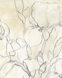 Iris Garden Sketch II | Obraz na stenu