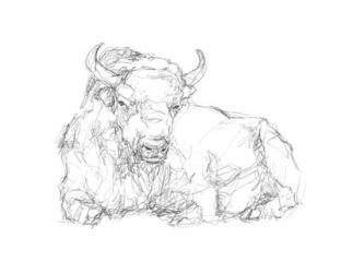 Bison Contour Sketch II | Obraz na stenu