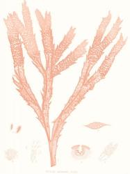 Vivid Coral Seaweed II | Obraz na stenu