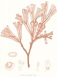 Vivid Coral Seaweed III | Obraz na stenu