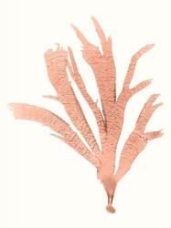 Vivid Coral Seaweed IV | Obraz na stenu