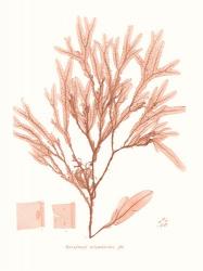 Vivid Coral Seaweed V | Obraz na stenu