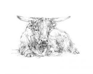 Highland Cattle Sketch II | Obraz na stenu