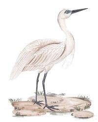 A White Heron II | Obraz na stenu