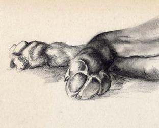 Charcoal Paws I | Obraz na stenu
