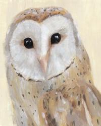 Common Barn Owl I | Obraz na stenu