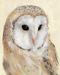Common Barn Owl II | Obraz na stenu