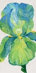 Iris Bloom in Green I | Obraz na stenu