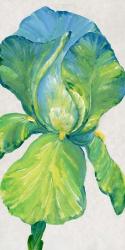 Iris Bloom in Green II | Obraz na stenu