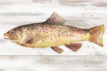 Spotted Trout I | Obraz na stenu