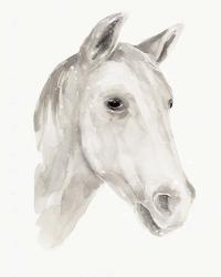 Ivory Stallion I | Obraz na stenu