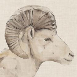 Bighorn Profile II | Obraz na stenu