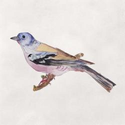 Bird Sketch II | Obraz na stenu