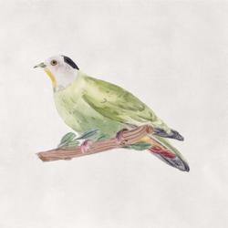 Bird Sketch III | Obraz na stenu