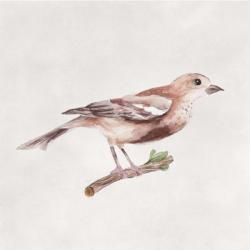 Bird Sketch IV | Obraz na stenu