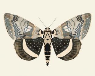 Neutral Moth I | Obraz na stenu