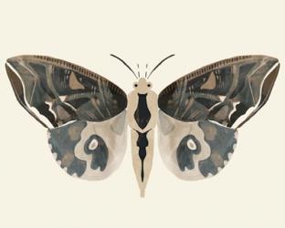 Neutral Moth II | Obraz na stenu