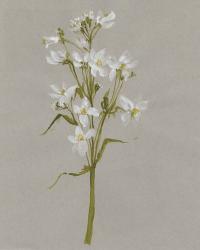 White Field Flowers I | Obraz na stenu