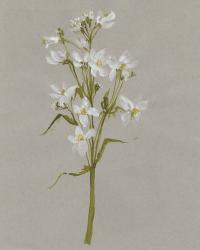 White Field Flowers I | Obraz na stenu