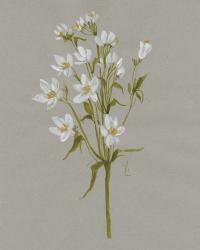 White Field Flowers II | Obraz na stenu