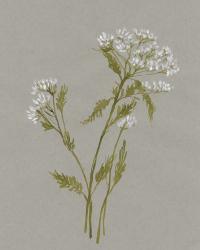 White Field Flowers III | Obraz na stenu