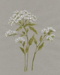 White Field Flowers IV | Obraz na stenu