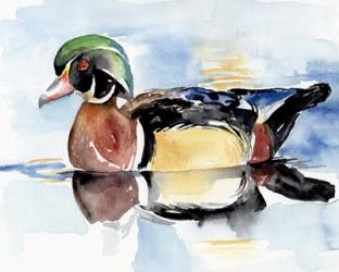 Watercolor Woodduck I | Obraz na stenu